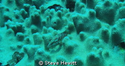 Taken off little Brother South Red Sea Aug 2011 by Steve Hewitt 